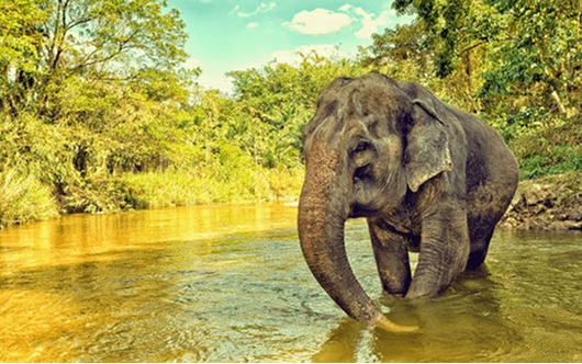 Rajaji National Park